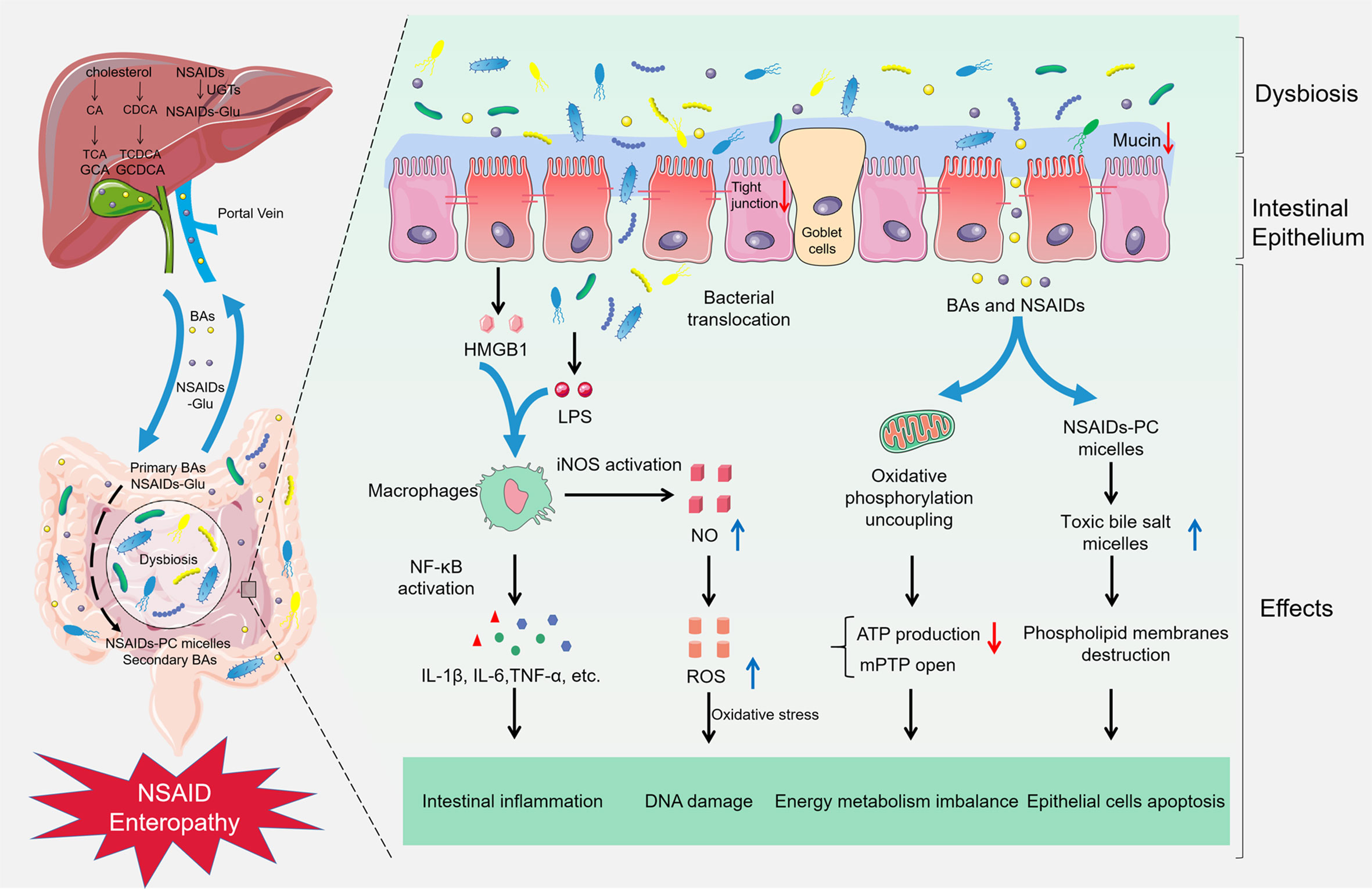 Frontiers | Gut Microbiota in NSAID Enteropathy: New Insights From Inside