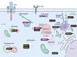 Frontiers | The GIMAP Family Proteins: An Incomplete Puzzle | Immunology