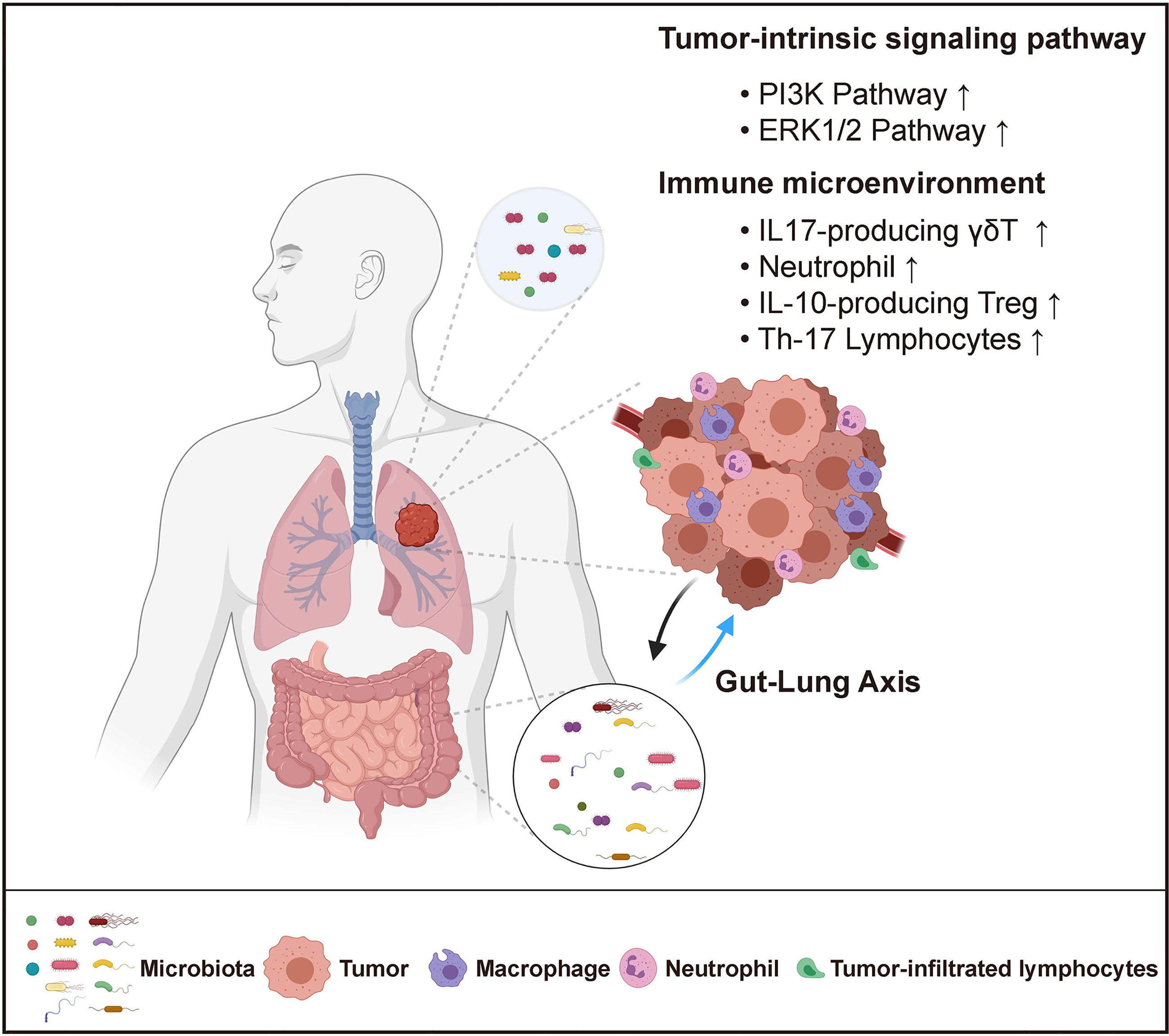 Frontiers Host Microbiome Interaction In Lung Cancer