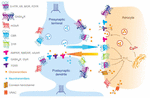 Frontiers | Astrocyte-Neuron Signaling In Synaptogenesis | Cell And ...