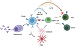 Frontiers | The Role Of B Cells In Primary Progressive Multiple ...