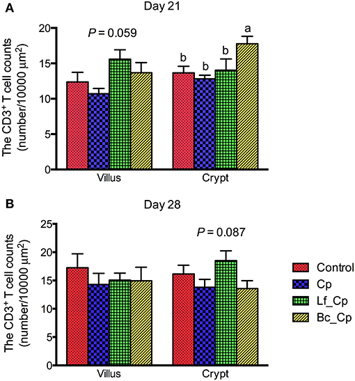 Frontiers | Dietary Lactobacillus fermentum and Bacillus coagulans Supplementation Modulates ...