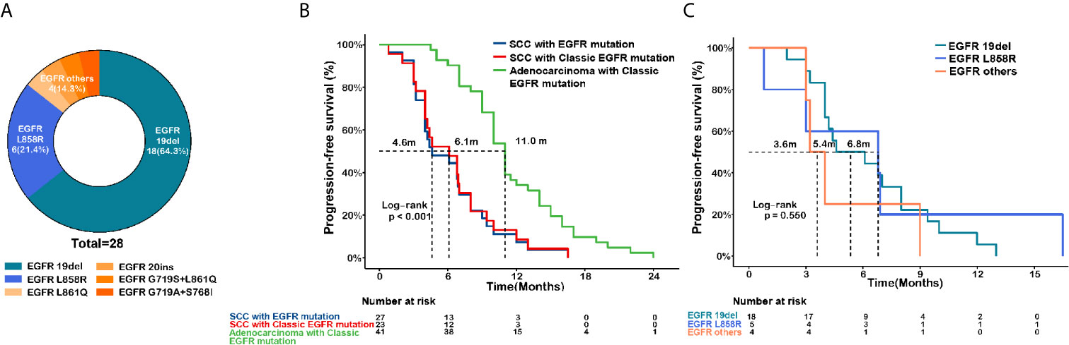 Frontiers | EGFR-Mutated Squamous Cell Lung Cancer and Its 