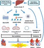 Frontiers | Beta-Hydroxybutyrate, Friend or Foe for Stressed Hearts | Aging