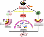 Frontiers | Osteopontin N-Terminal Function in an Abdominal Aortic ...