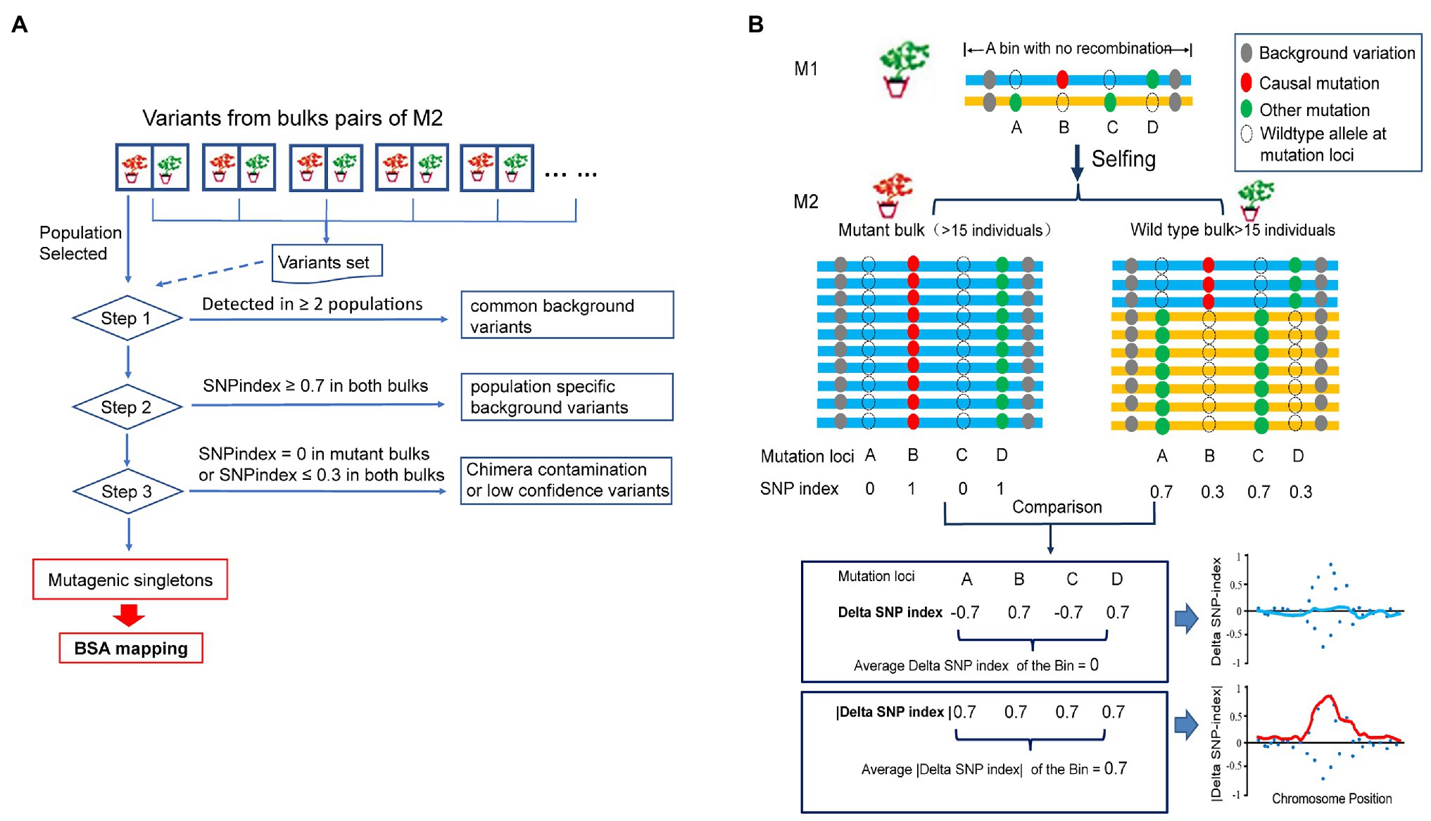 Frontiers  A Robust and Rapid Candidate Gene Mapping Pipeline Based on M2  Populations