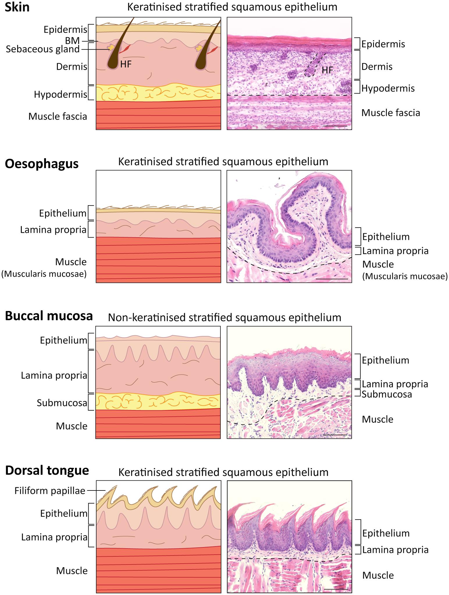 Oral epithelium differentiates into four types of dental epithelium