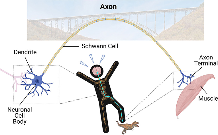 图1——神经系统,从其他神经元树突接收信息。