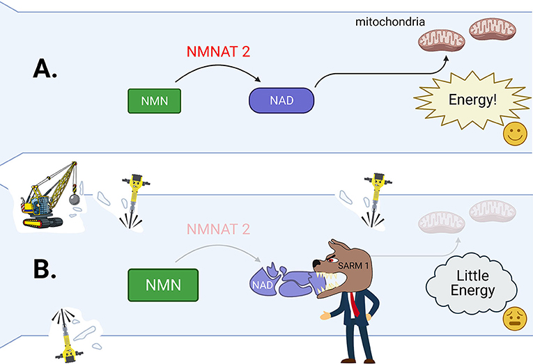 图3(一个)在一个健康的轴突,NMNAT2有助于创建大量的NAD NMN能否。