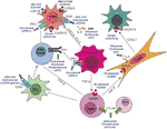 Frontiers | Therapeutic Potential of Targeting Stromal Crosstalk ...