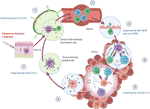 Frontiers | Telomerase as a Target for Therapeutic Cancer Vaccines and ...