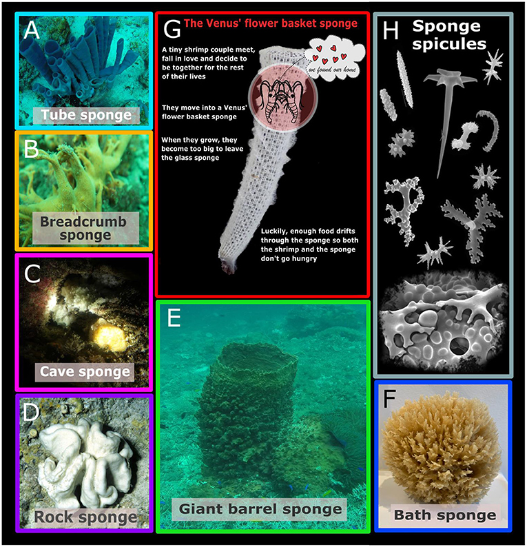 Are All Sponges Spongy? · Frontiers for Young Minds
