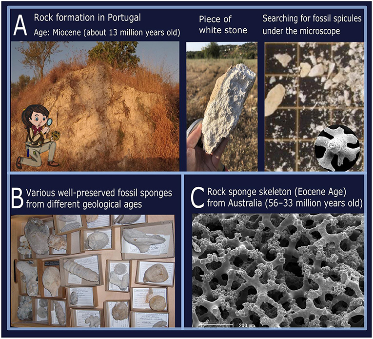 图3 - (A)葡萄牙南部Albufeira附近的化石勘探地点的例子，在那里的白色岩石中发现了松散的岩石海绵针状物。