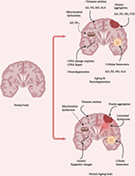 Frontiers | The Ageing Brain: Molecular And Cellular Basis Of ...