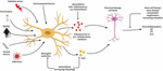 Frontiers | The Ageing Brain: Molecular and Cellular Basis of ...