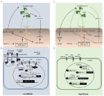 Long-Distance Systemic Signaling and Communication in Plants by František Baluška