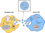 Frontiers | MiRNA-Mediated Control Of B Cell Responses In Immunity And ...