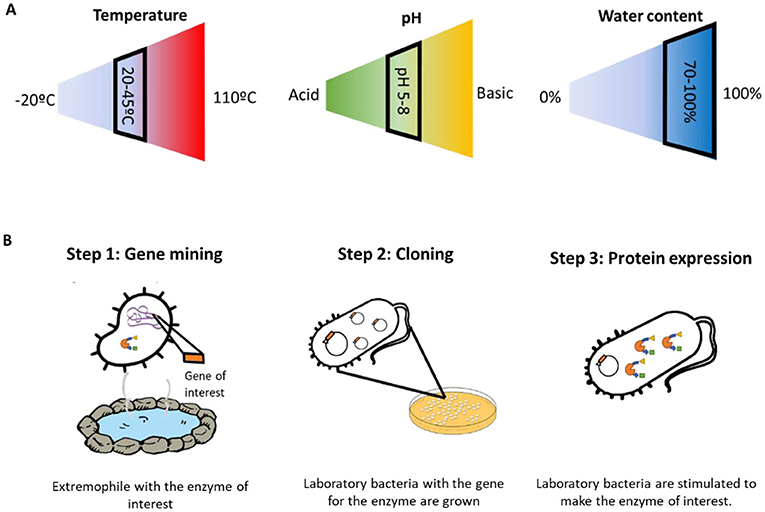 (图1)-一个嗜温菌微生物需要“正常”条件的温度、pH值、水分才能生存。