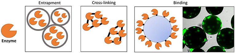 Figure 2 - When enzymes are immobilized, they keep their shapes longer and can be recovered from industrial reactions and reused.