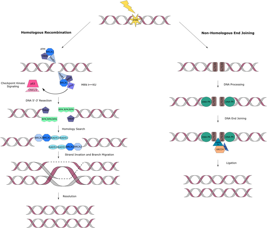 Frontiers | Epigenetic Mechanisms in DNA Double Strand Break Repair: A ...