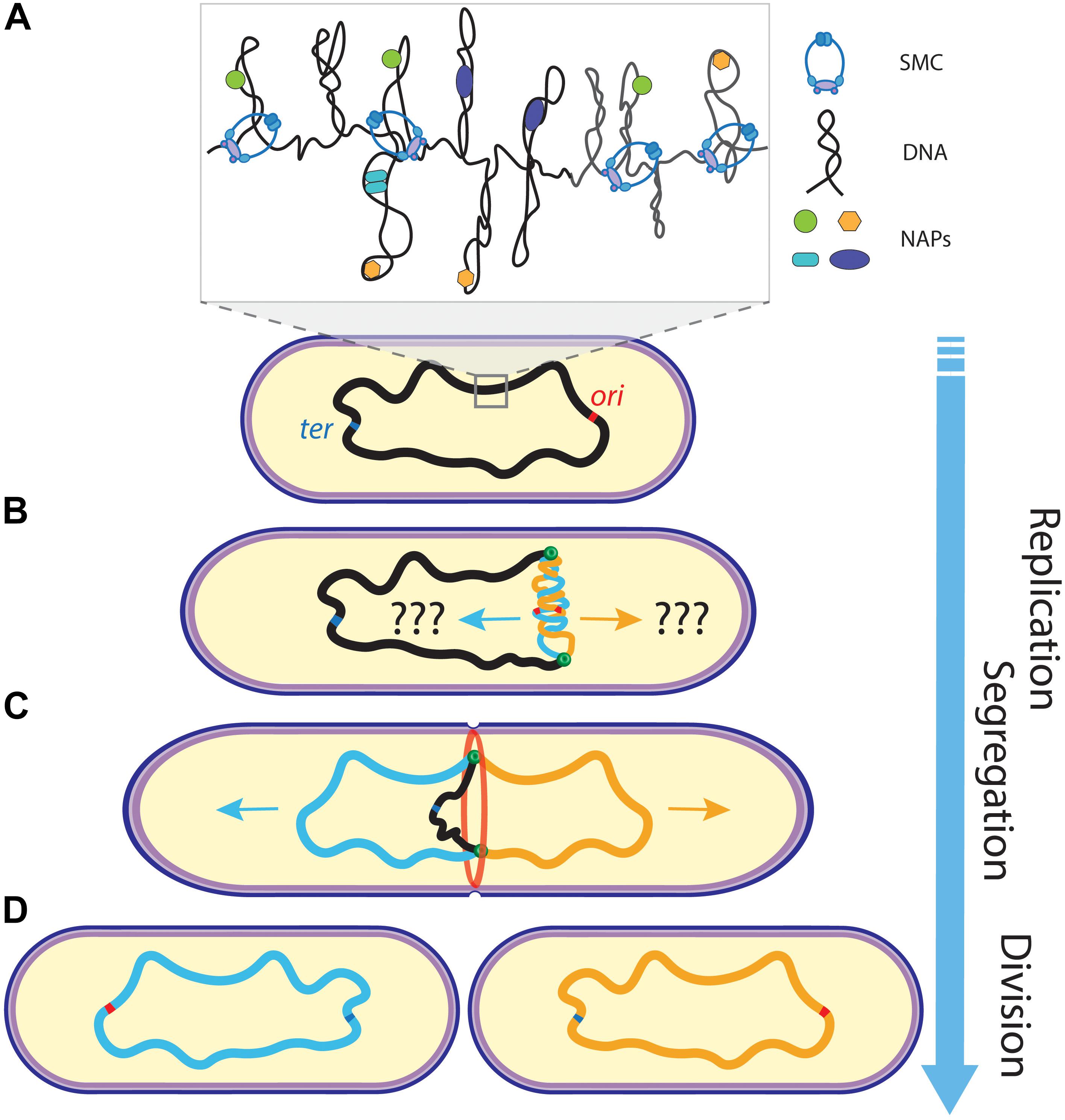 Frontiers | Mechanisms for Chromosome Segregation in Bacteria