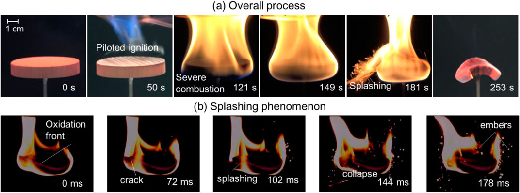 Extinction of Wood Fire: A Near-Limit Blue Flame Above Hot Smoldering  Surface
