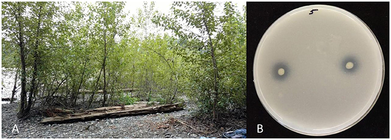 图1 - (A)白杨树生长在华盛顿州斯诺夸尔米河(Snoqualmie River)多石多沙的河岸上。