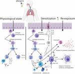 Frontiers | Impact of Probiotic Bacteria on Respiratory Allergy ...