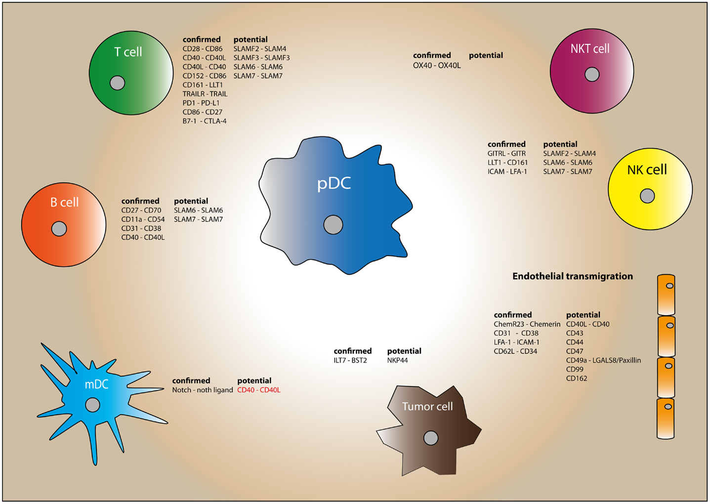 Frontiers | Human Plasmacytoid Dendritic Cells: From Molecules to ...