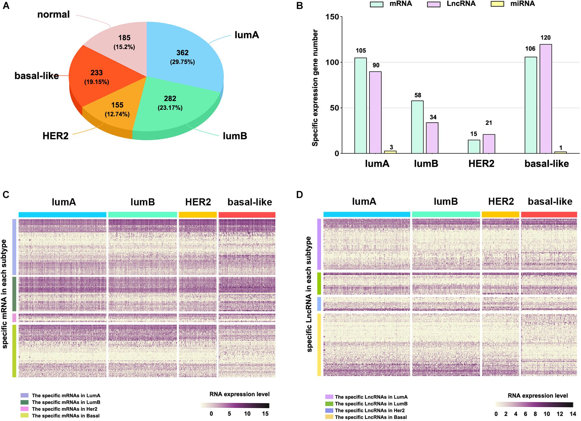 Frontiers Uncovering The Subtype Specific Molecular Characteristics Of Breast Cancer By 