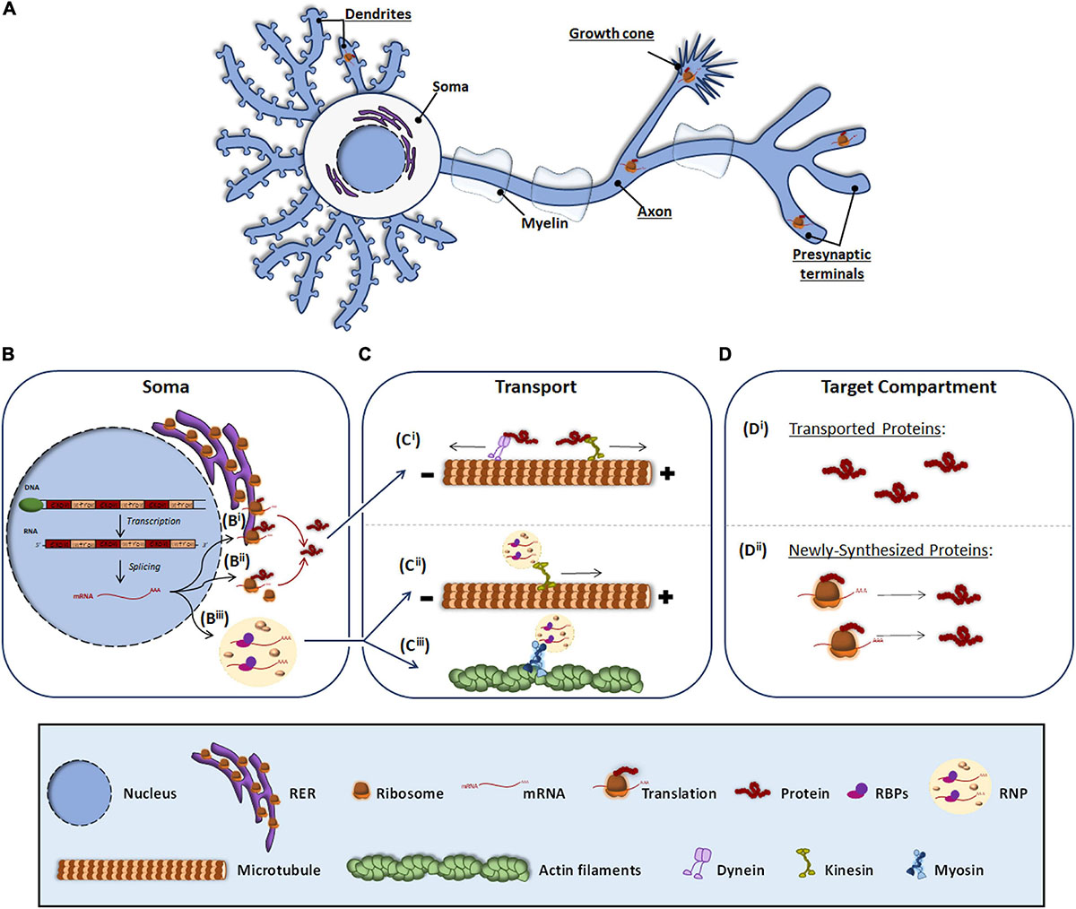 Frontiers Local Translation In Nervous System Pathologies