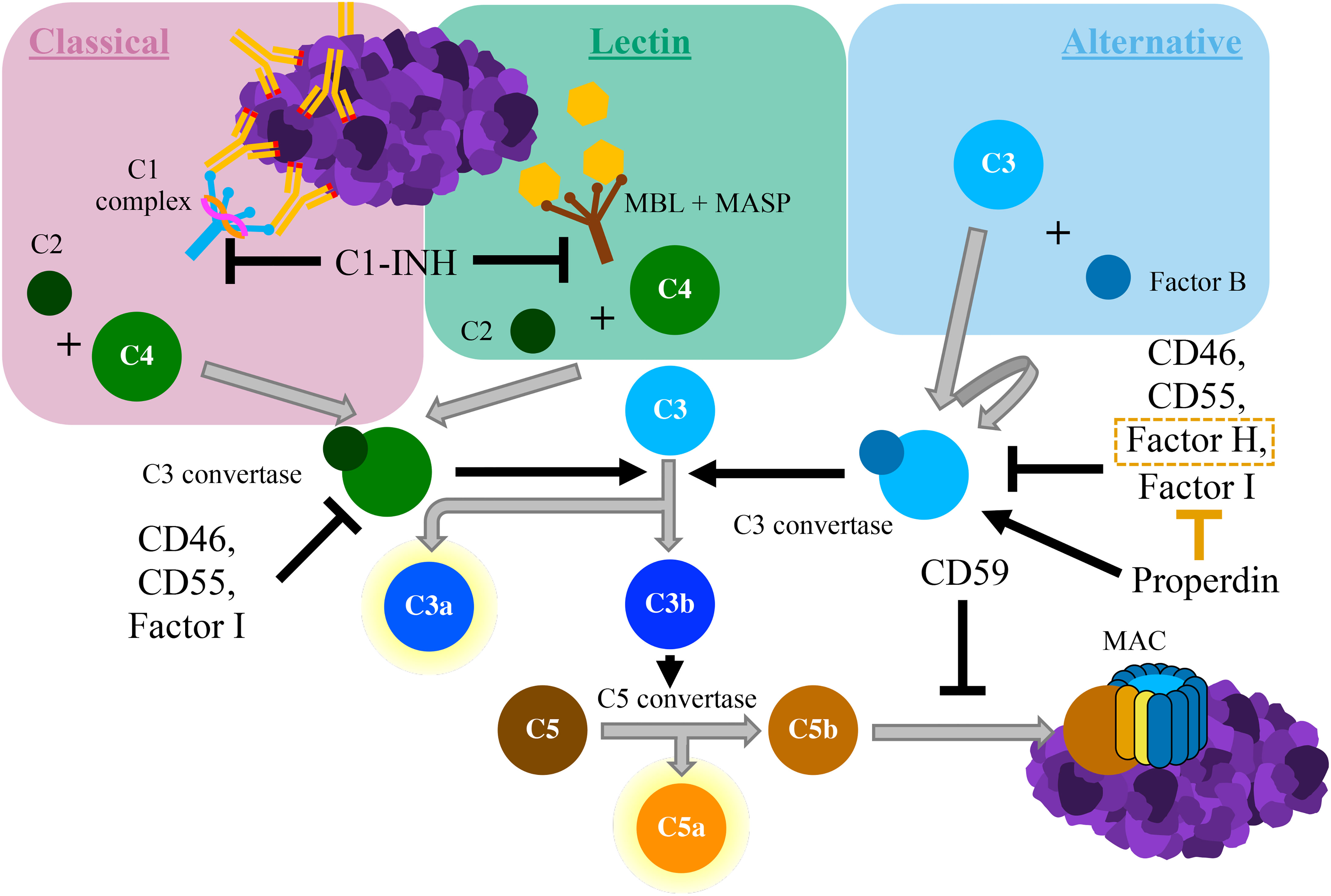 Frontiers Modulation Of The Complement System By Neoplastic Disease 