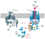 Frontiers | Role Of Protein Kinase A-Mediated Phosphorylation In CFTR ...