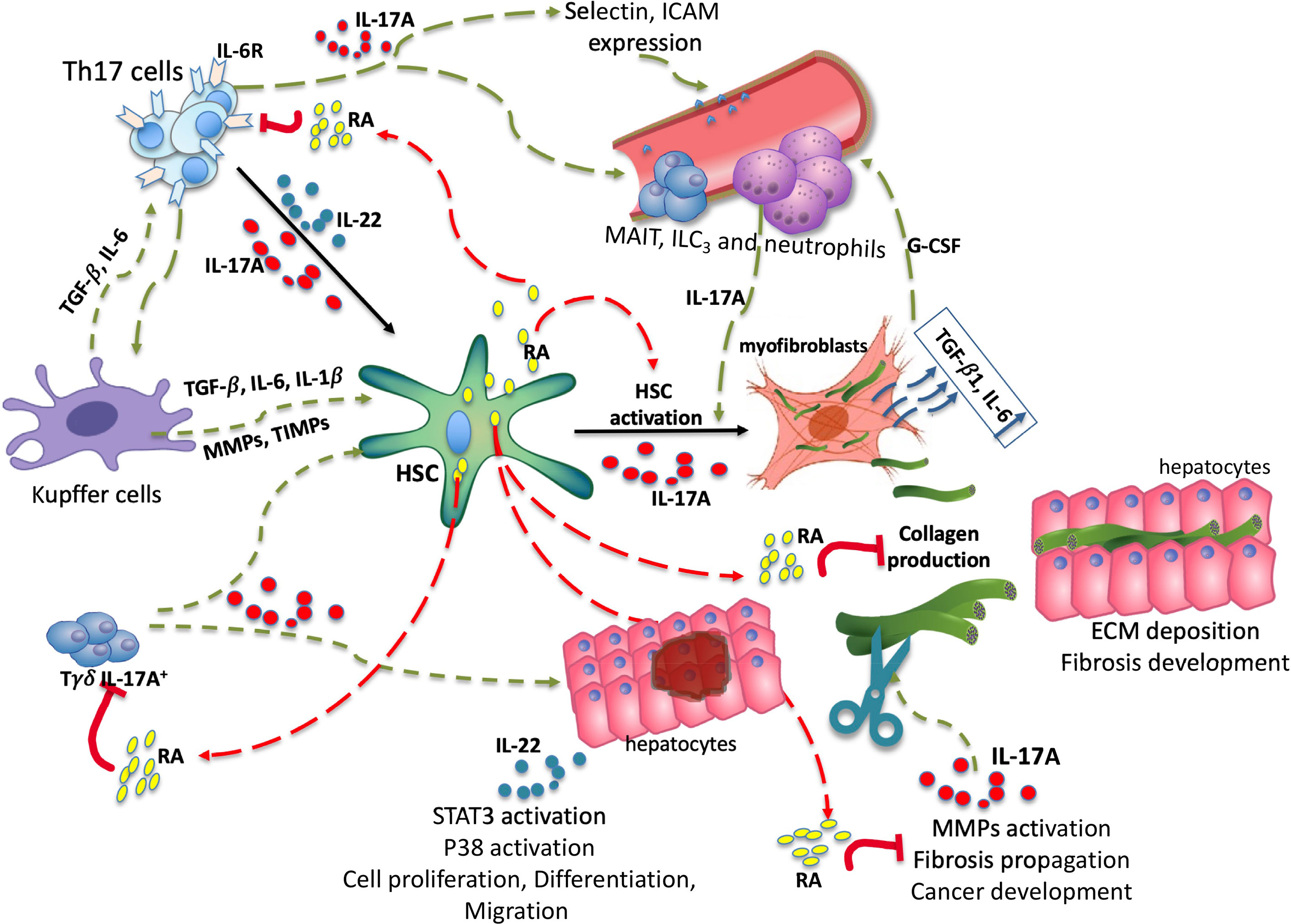 Frontiers | Retinoic Acid: A New Old Friend of IL-17A in the 