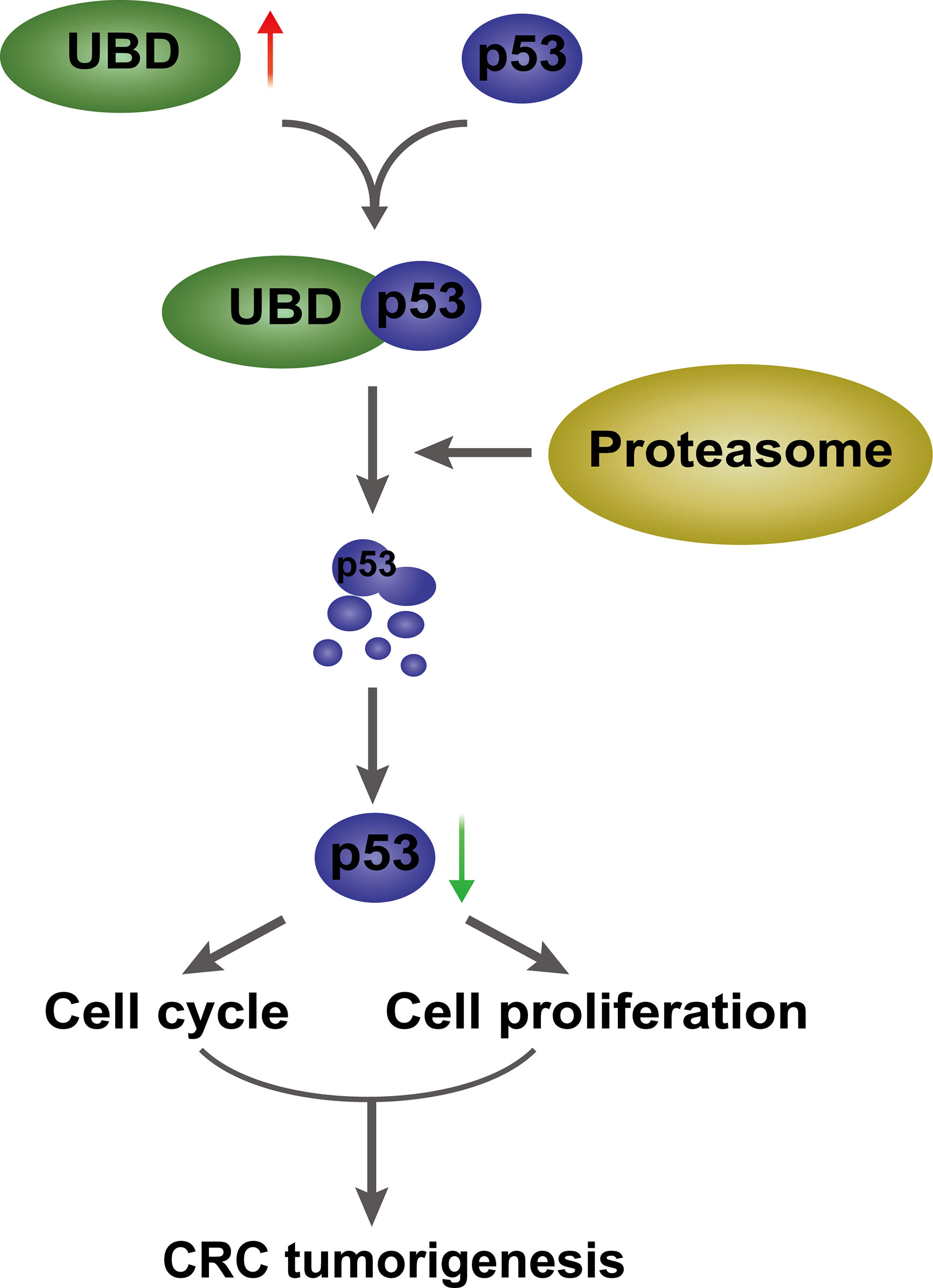 Frontiers | Ubiquitin-Like Protein UBD Promotes Cell Proliferation 