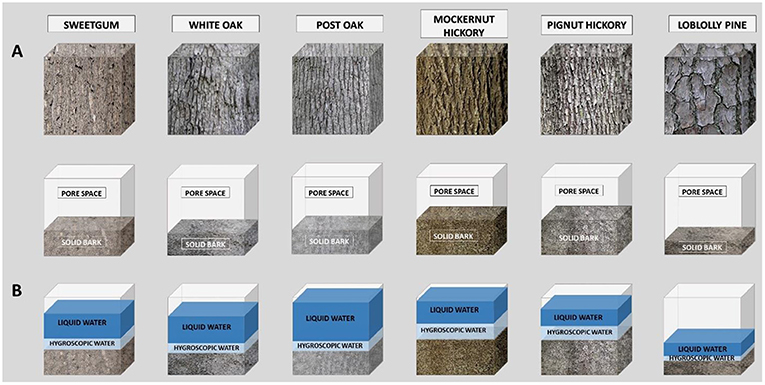 图1 -不同树种的树皮吸收的水分不同