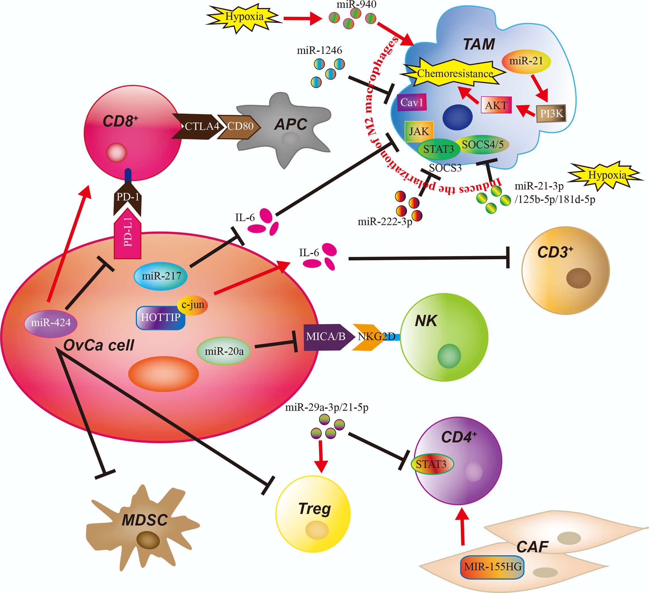 Frontiers | Shaping Immune Responses in the Tumor Microenvironment of ...