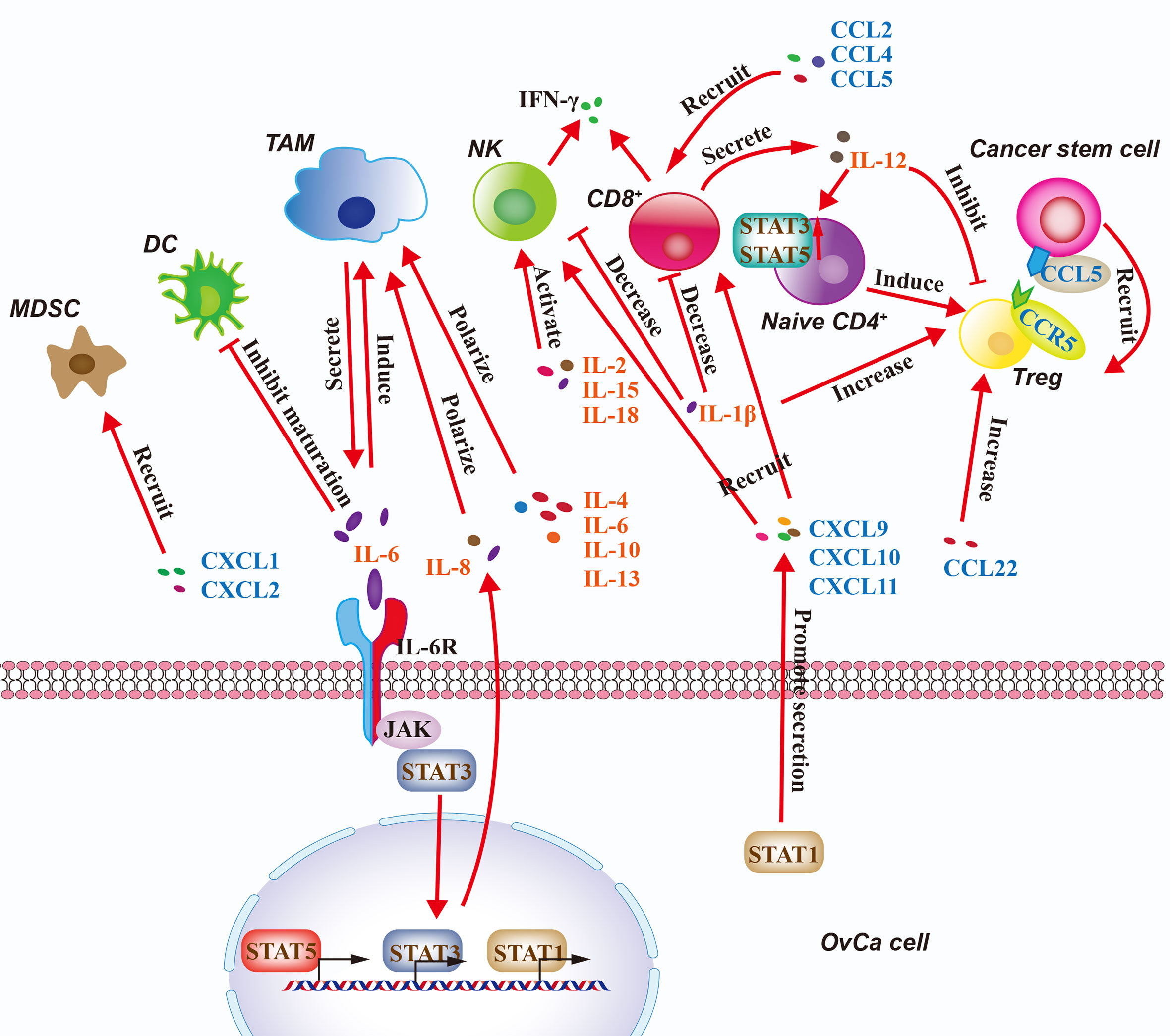 Frontiers | Shaping Immune Responses in the Tumor Microenvironment of ...