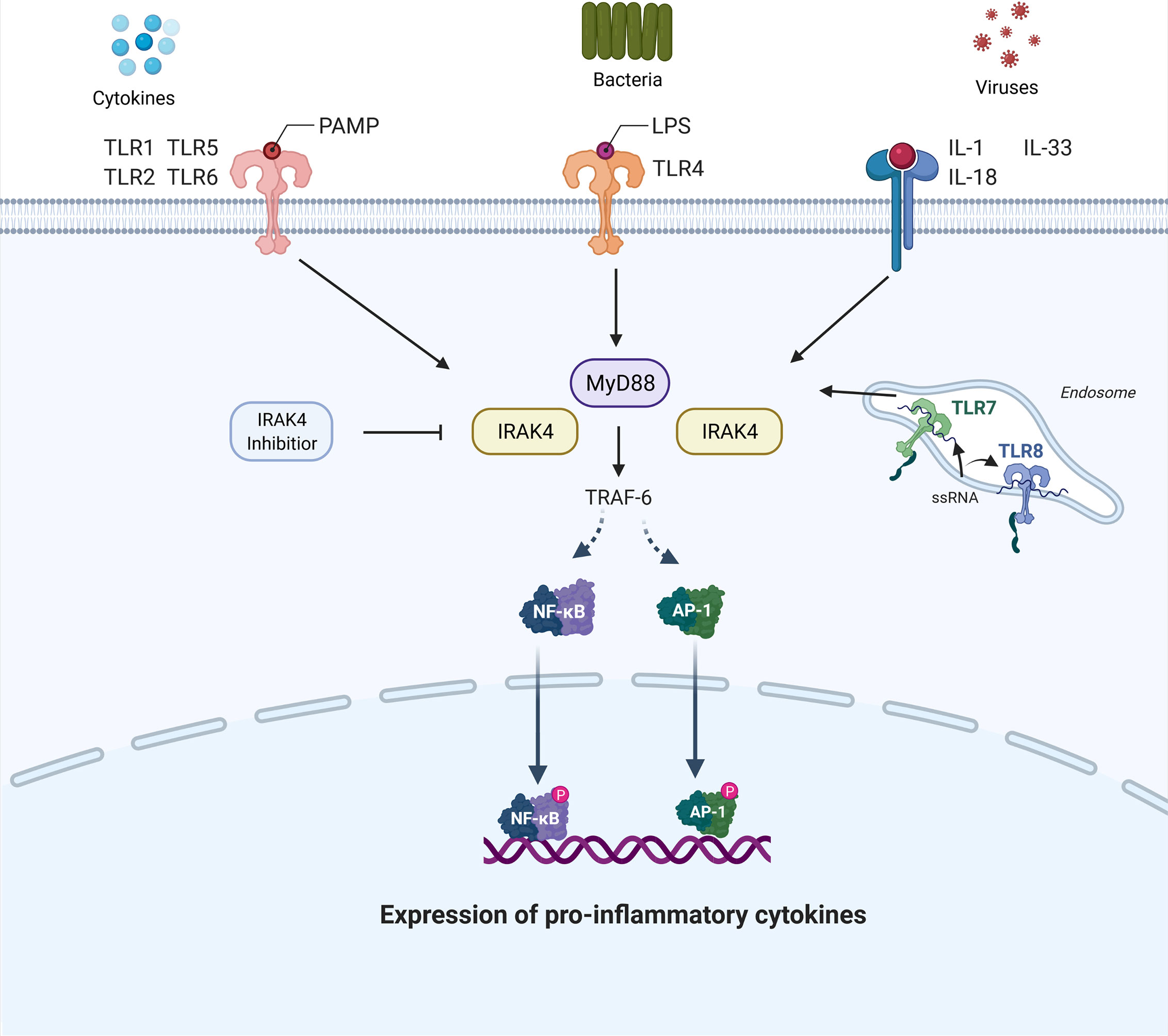 Frontiers Interleukin 1 Receptor Kinase 4 Inhibition Achieving Immunomodulatory Synergy To