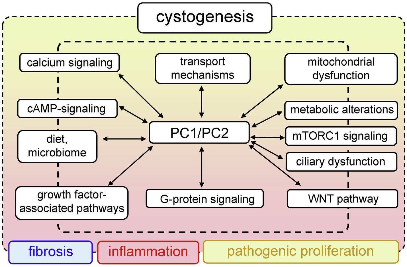 Frontiers Insights Into The Molecular Mechanisms Of Polycystic Kidney 