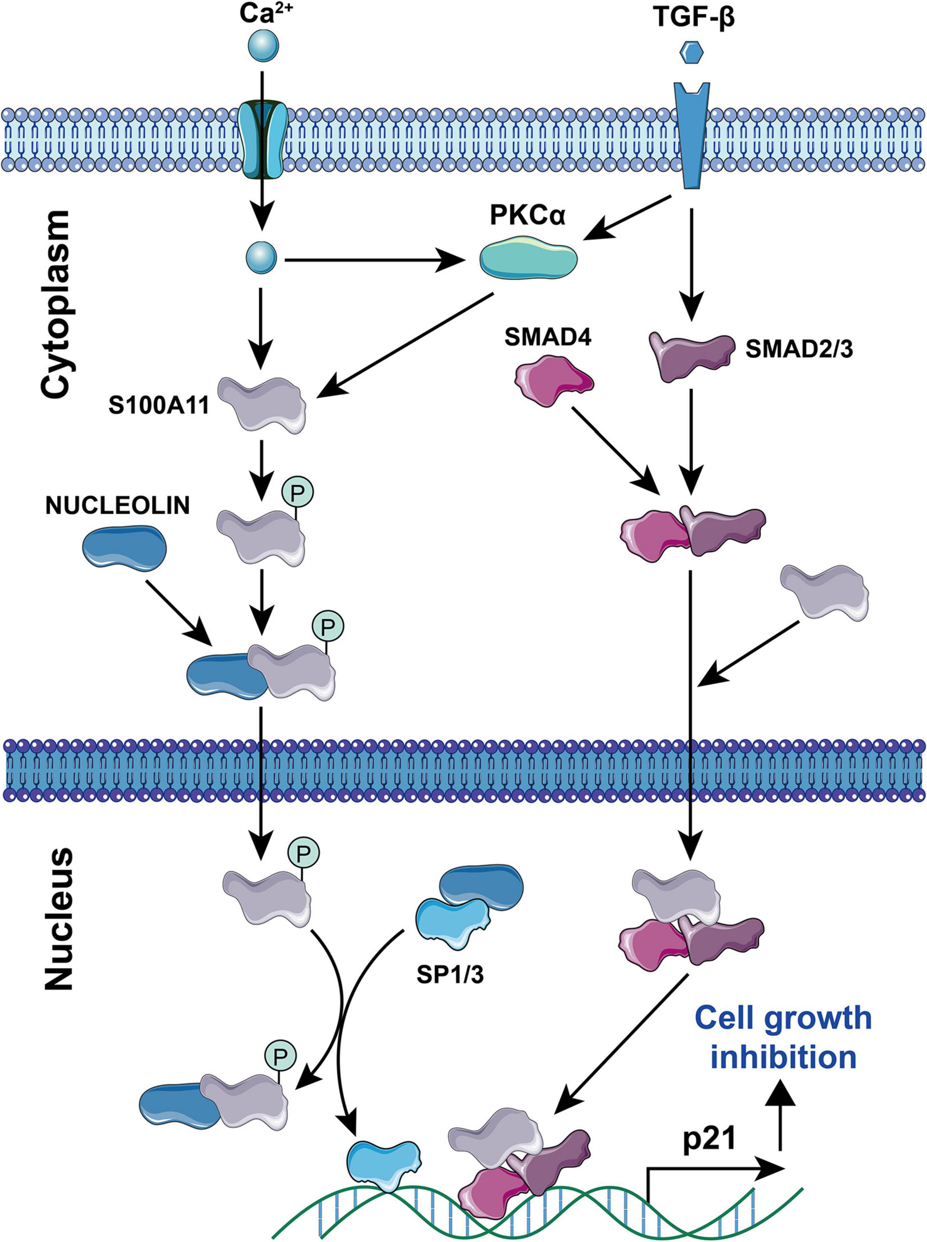 Frontiers | The Calcium Binding Protein S100A11 and Its Roles in 