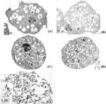 Frontiers | The Dichloromethane Fraction of Croton sonorae, A Plant ...