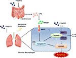 Frontiers | Mechanical Ventilation Exacerbates Poly (I:C) Induced Acute ...