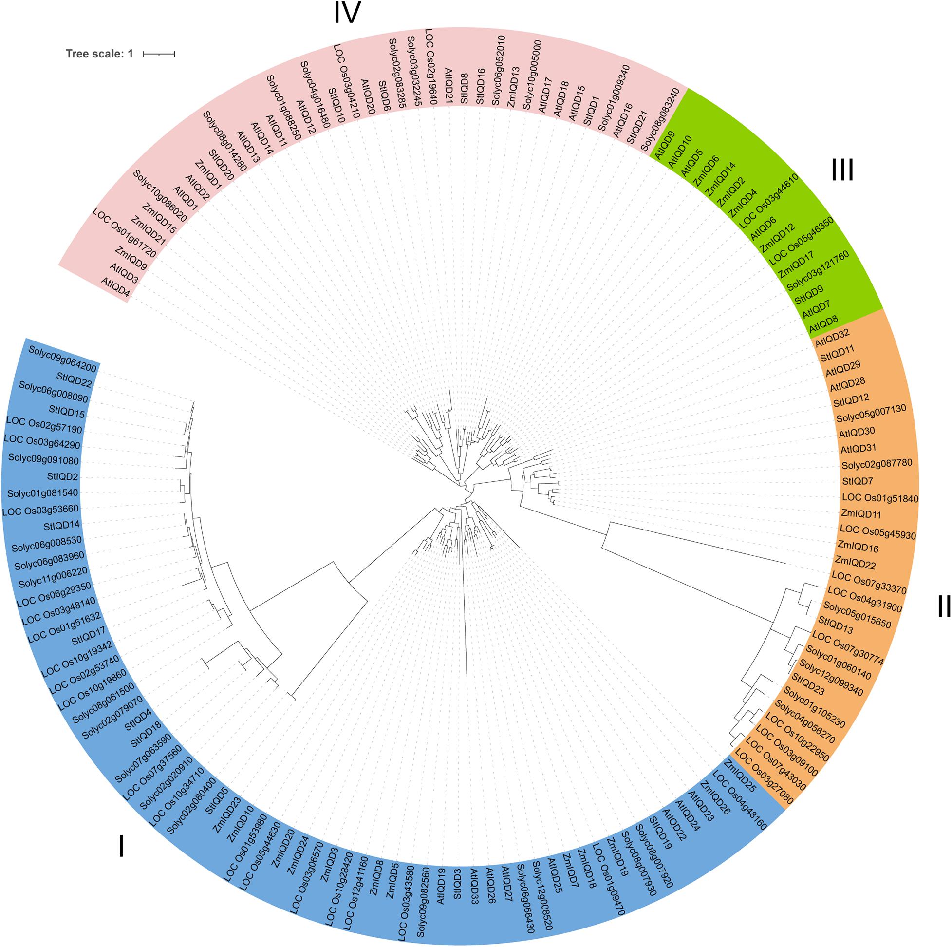 Frontiers | Genome-Wide Identification and Characterization of the Potato  IQD Family During Development and Stress