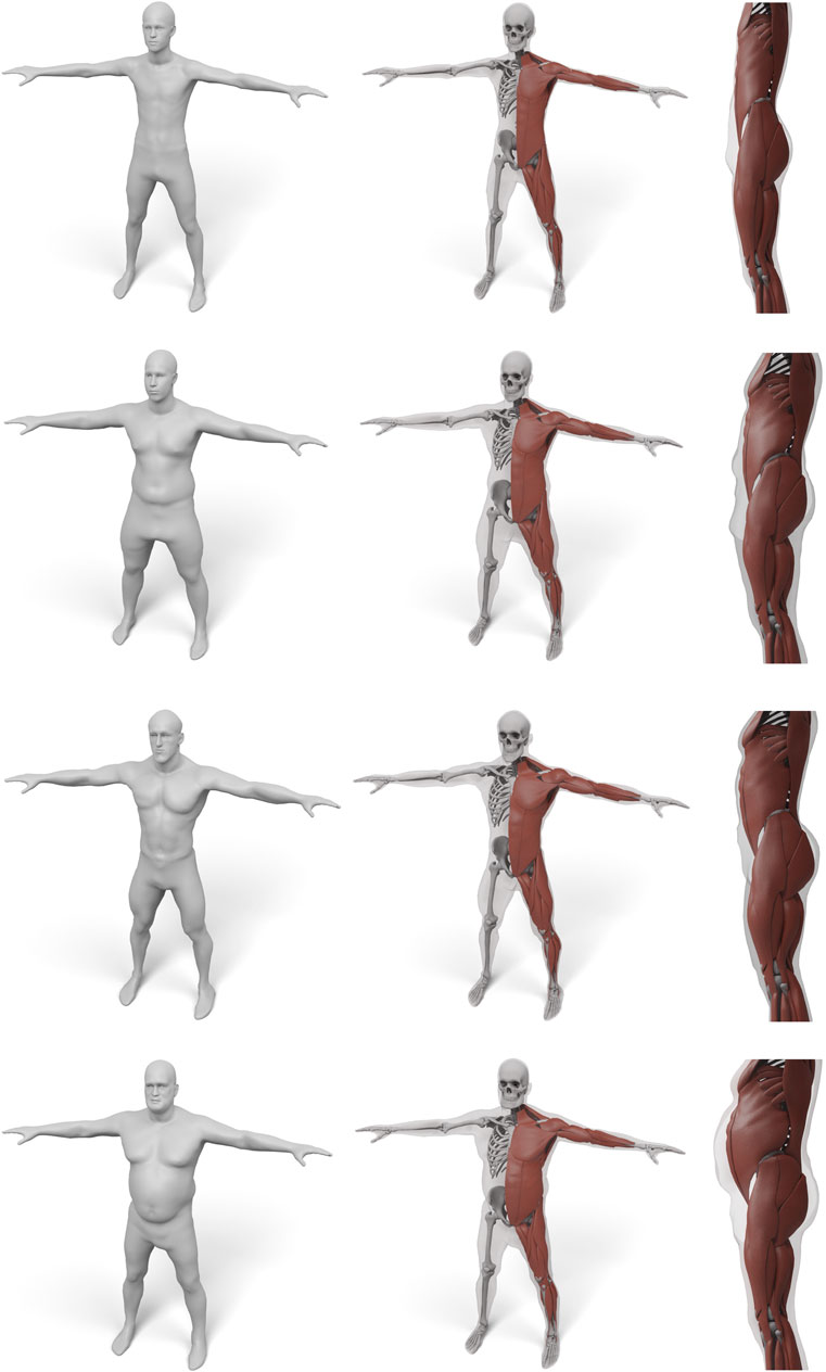 144 Human Body Proportions Stock Photos, High-Res Pictures, and