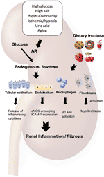 Frontiers | Endogenous Fructose Metabolism Could Explain the Warburg ...