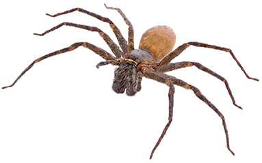 Spiders actually look bigger to arachnophobes