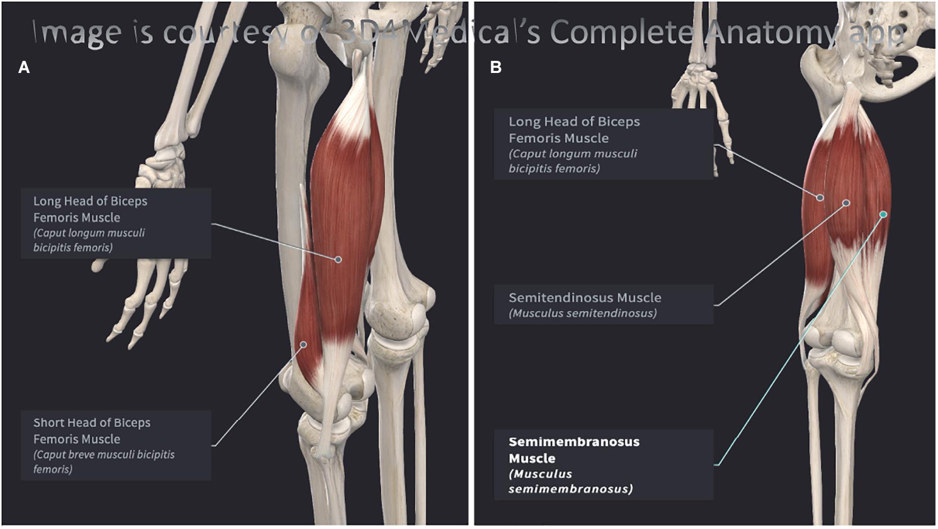 Frontiers  The Hamstrings: Anatomic and Physiologic Variations and Their  Potential Relationships With Injury Risk