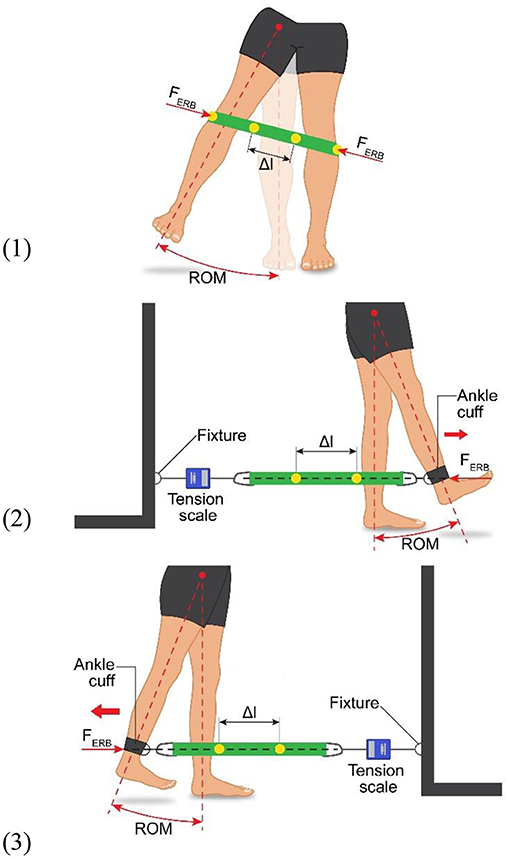 RF muscle stretch methods. a. Standing on one leg and pulling the other