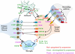 Frontiers | Role of Neuroimmune Crosstalk in Mediating the Anti ...